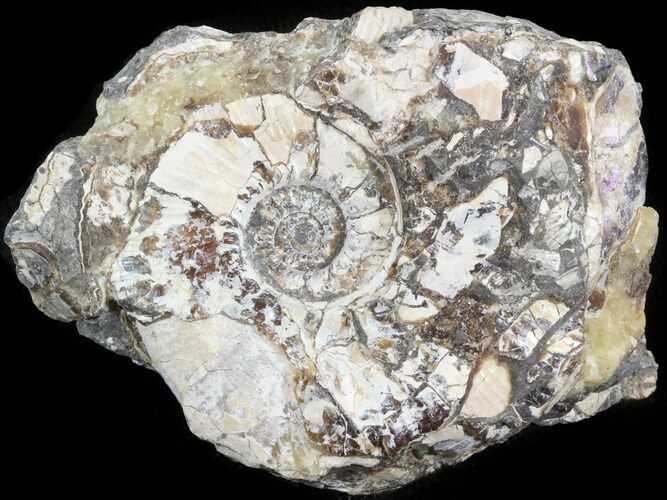 Wide Kosmoceras Ammonite in Matrix- England #42662
